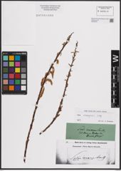 Foto von Salix eleagnos Scop.